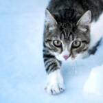 Ученые подтвердили возможность распространения коронавируса среди кошек