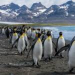 Сравнение полных геномов всех видов пингвинов помогло уточнить их происхождение