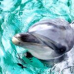 Дельфины оказались способны контролировать свое сердцебиение