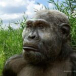 Ученые выяснили, в каких условиях формировались ранние Homo