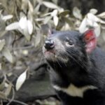 Биологи «отменили» вымирание тасманийских дьяволов из-за заразного рака