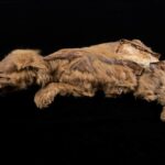 В вечной мерзлоте на северо-западе Канады обнаружили древнейшую мумию волчонка