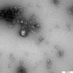 Российские ученые получили первое изображение «британского» штамма коронавируса