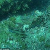 Размер половых органов рыб оказался связан с закислением океана / ©Университет Аделаиды