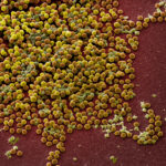 ГМО-бактерии научили производить вдесятеро больше антибиотика против стафилококка