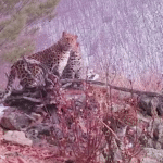 Приморские ученые показали редкие кадры самки дальневосточного леопарда и ее котят