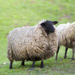 Неолитические доместикаторы овец сталкивались с высокой смертностью животных