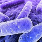 Биологи описали последнего общего предка всех бактерий