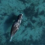 Отказавшиеся мигрировать на зиму киты возвестили о разрушении экосистемы Арктики