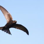 Биологи зарегистрировали новый рекорд скорости полета птиц