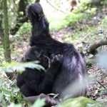 За 12 лет наблюдений шимпанзе биолог выявил уникальные для каждой их социальной группы «рукопожатия»