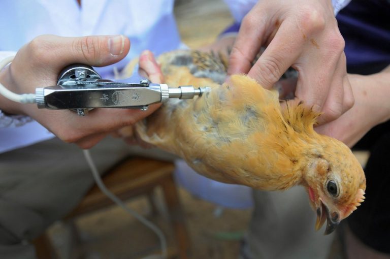 Вакцинация куриц от птичьего гриппа