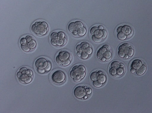 Эмбрионы, полученные благодаря лиофилизированной сперме