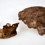 Израильские антропологи описали возможный новый вид гоминидов — «человека из Нешер-Рамлы»