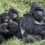 Африканские человекообразные обезьяны в ближайшие 30 лет потеряют ареал своего обитания