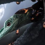 Зубастый «динозавр-колибри» оказался древней ящерицей