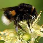 Биологи предложили использовать кофеин, чтобы стимулировать пчел к опылению