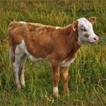 Первый клонированный теленок в России открыл дорогу к генно-модифицированному скоту