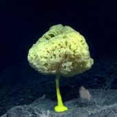 Морская губка Bolosoma
