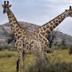 Жирафы оказались высокосоциальными животными с матриархатом