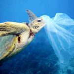 Пластиковый мусор загнал морских черепах в «эволюционную ловушку»