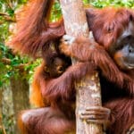 При помощи сигналов орангутанов ученые показали, как мог развиваться человеческий язык