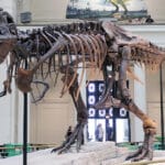 Тираннозавры и другие хищные тероподы виляли хвостом