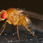 Укороченный ген оставил самцов мух без потомства