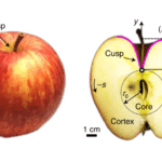 Физики вывели формулу для формы яблока и подтвердили ее экспериментально