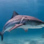 Рыбы используют живых акул как средство ухода за телом