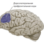 Подавление коры мозга разрешило конфликт внутренних человеческих мотивов в пользу просоциальности