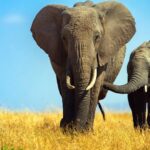Этологи узнали, что пожилые слоны сдерживают агрессию молодых самцов