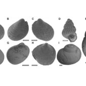 Микрофотографии раковин, описанных в исследовании