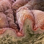 На коже человека нашли неизвестные бактерии, грибки и вирусы