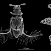 Внешний вид жука-перокрылки Paratuposa placentis и его размеры по сравнению с амёбой Amoeba proteus. / Из Farisenkov et al., 2021 с изменениями.
