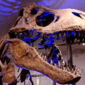 Скелет тираннозавра рекса в Музее Великого Севера (Хэнкок), Ньюкасл, Великобритания