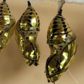 Золотистые куколки южноамериканских данаид Tithorea harmonia