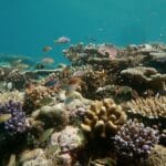 Искусственный интеллект научился определять состояние кораллового рифа по звуку