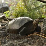 На Галапагосах нашли черепаху «вымершего» вида