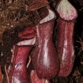 Подземные ловушки Nepenthes pudica