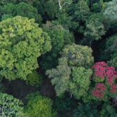 Дождевые леса — одна из самых богатых видовым разнообразием экосистем