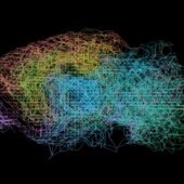 Сгенерированная сеть соединений повторяет нейронные структуры в мозге реальной мыши