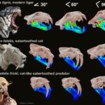 Палеонтологи проверили эффективность укуса саблезубого тигра