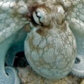 Octopus insularis — средних размеров осьминоги, встречающиеся в водах Атлантики близ побережья Бразилии и в Мексиканском заливе