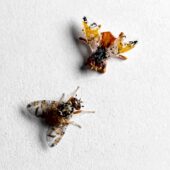 Самец средиземноморской плодовой мухи и его искусственный соперник