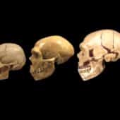 Черепа неандертальцев (в центре) и денисовцев (справа) были заметно более вытянутыми, чем у людей современного типа (слева)