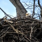 Гнездо белоголового орлана
