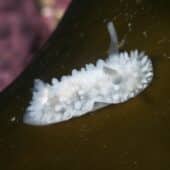 Голожаберный моллюск Onchidoris muricata