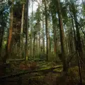 В хвойных лесах Британской Колумбии, где дугласова пихта возвышаются на высоту более 50 метров, растут 23 местных вида деревьев / © Diana Markosian