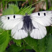 Бабочка мнемозина